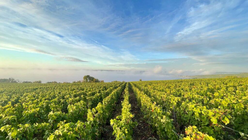 verneuil champagne Vignes acheter offrir