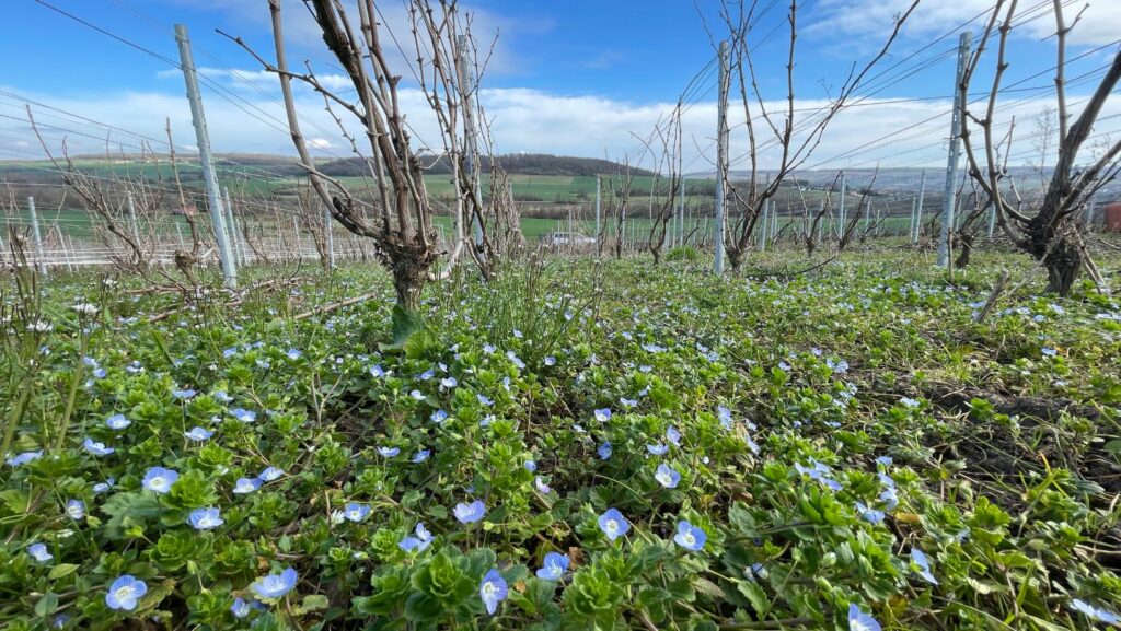 verneuil champagne Vignes acheter offrir