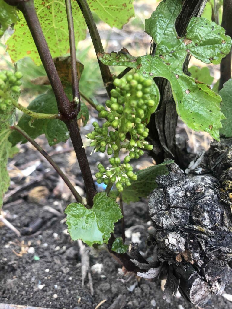 verneuil champagne Vignes acheter offrir