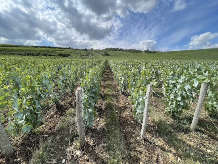 champagne Caillot Thibault Verneuil vignes