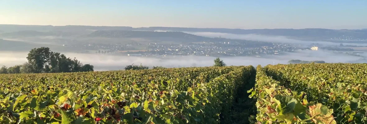 vignes champagne caillot-thibault verneuil